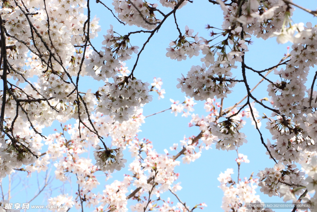 櫻花