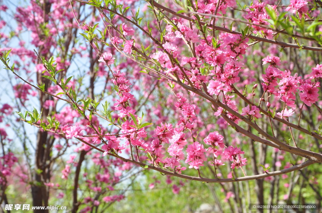 美艳桃花开在春风里