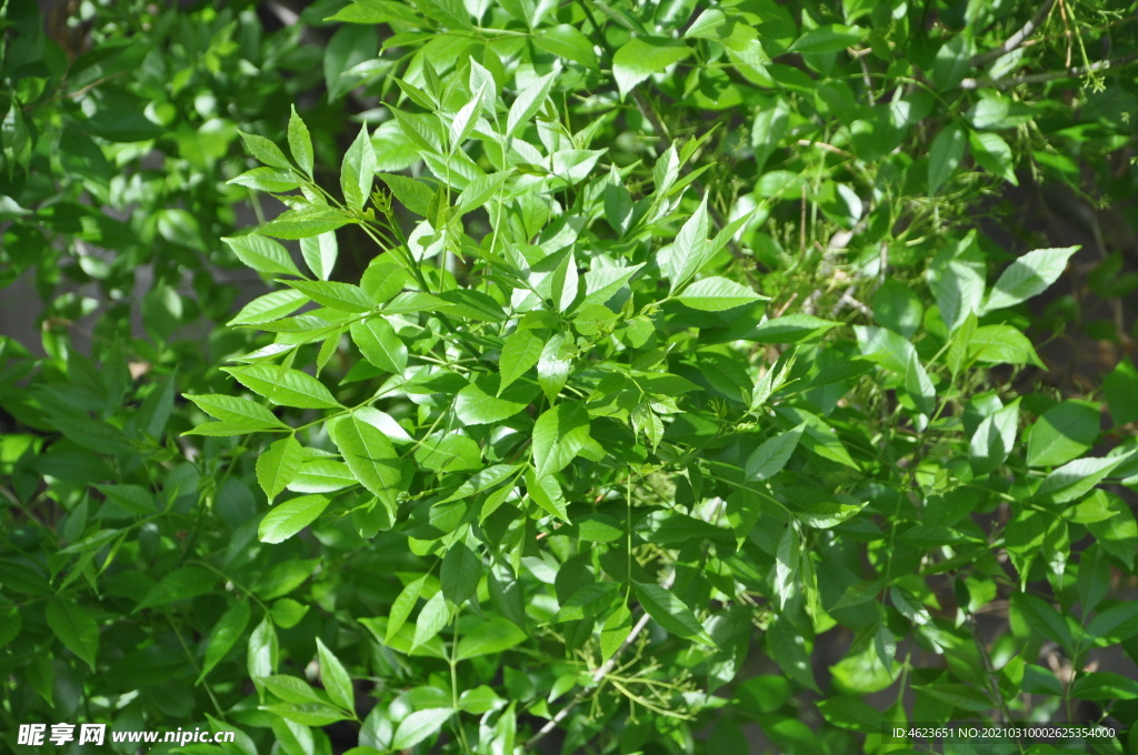 白蜡树新生长的嫩绿枝叶
