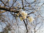 櫻花開放