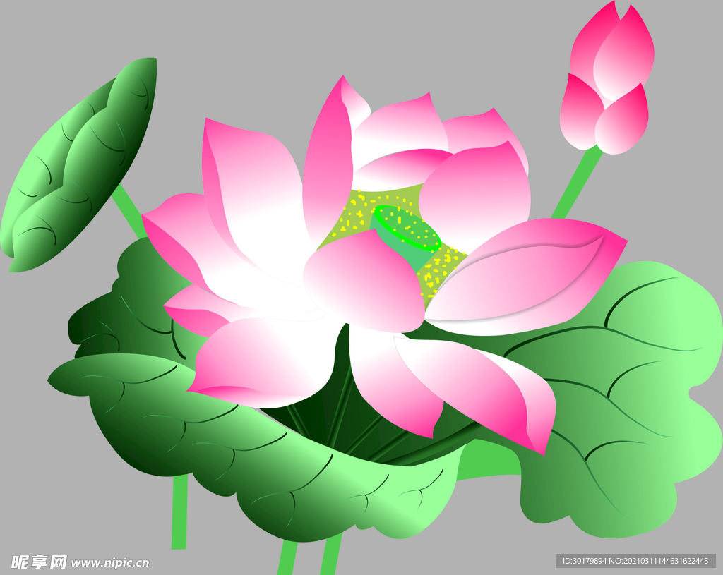 荷花