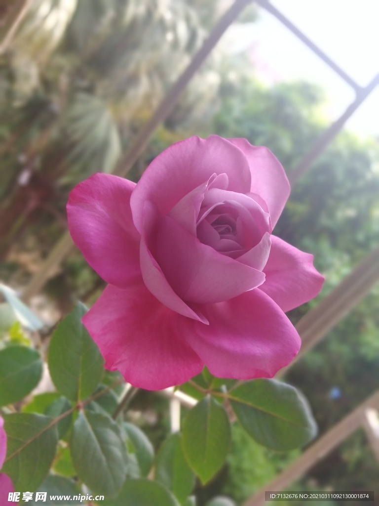 月季花品種羊脂香水