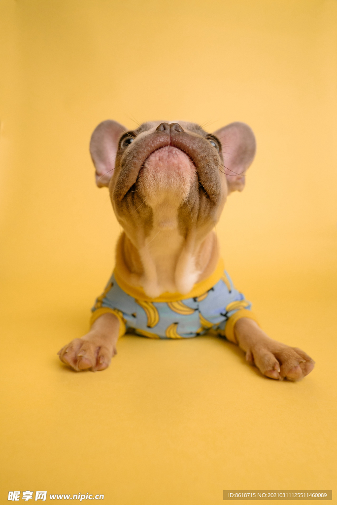 穿藍(lán)色衣服的斗牛犬