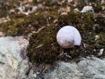 青苔蜗牛壳