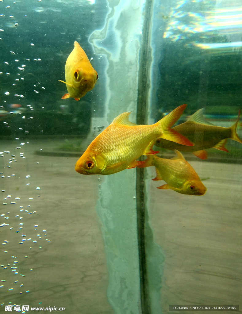 魚