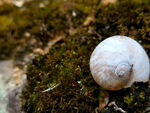 青苔蜗牛壳