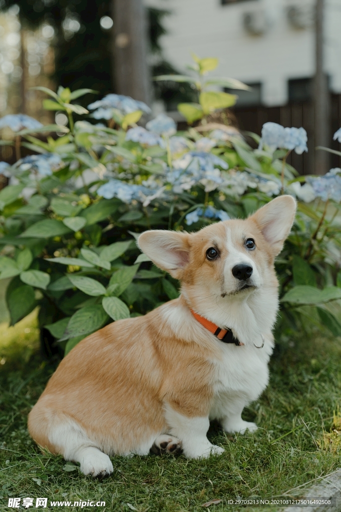 柯基犬