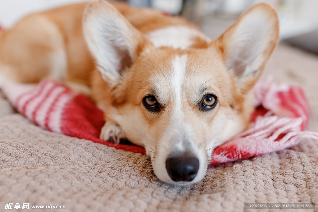 柯基犬