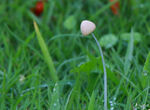 小蘑菇的草地