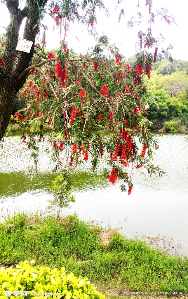 花樹