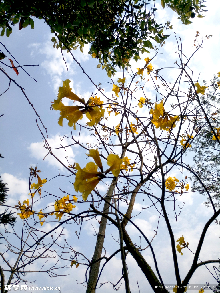 黃花