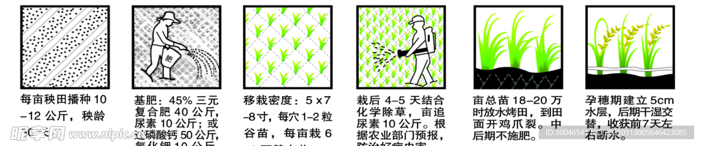 麥苗播種說明插畫