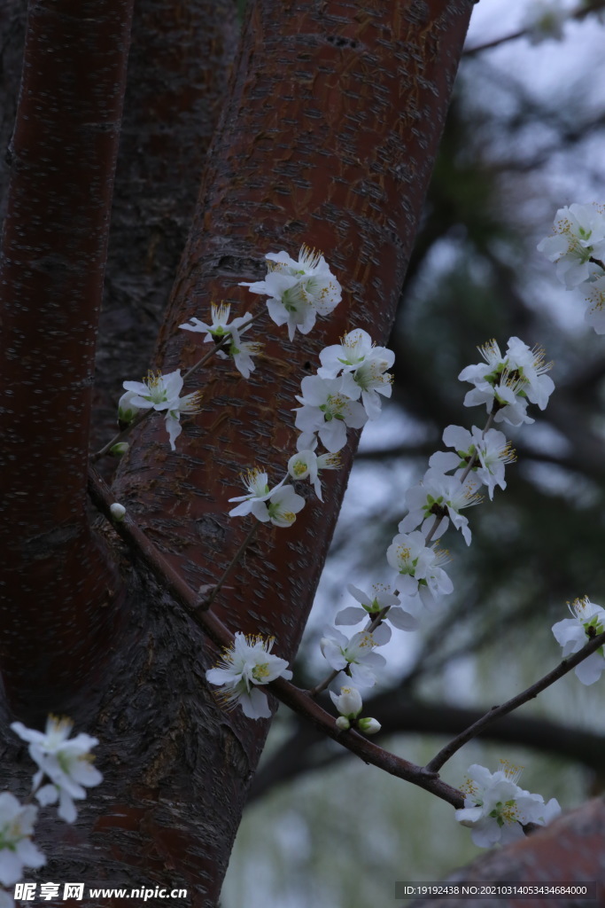 山桃花