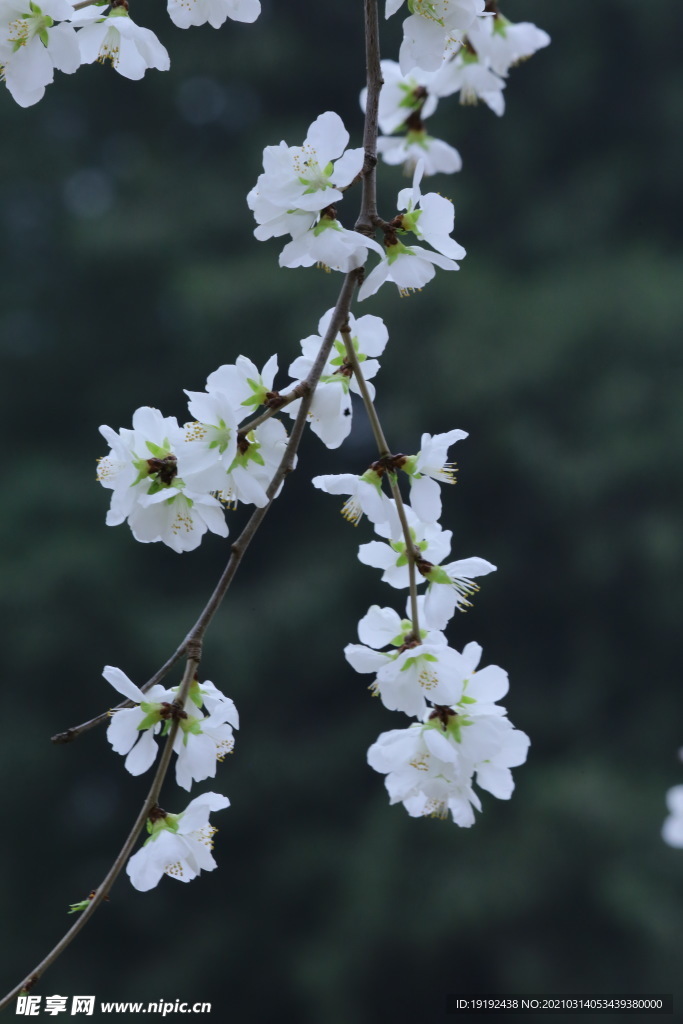 山桃花