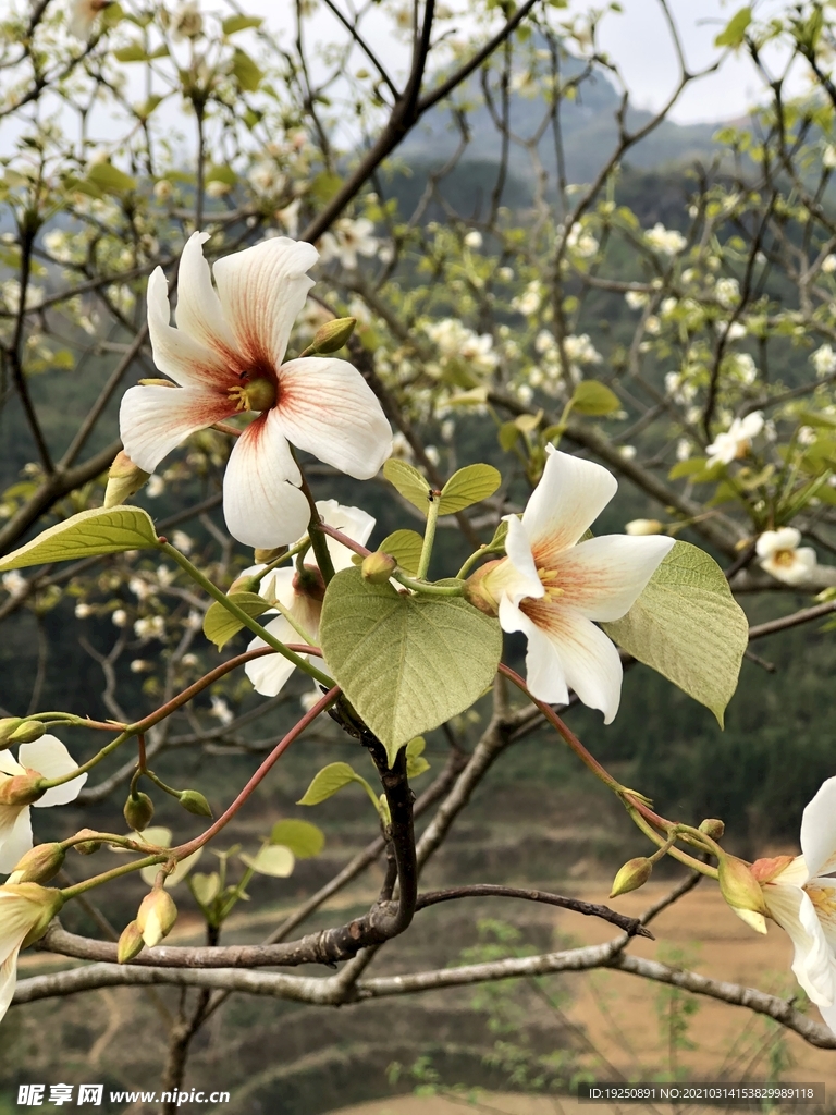 桐子樹花