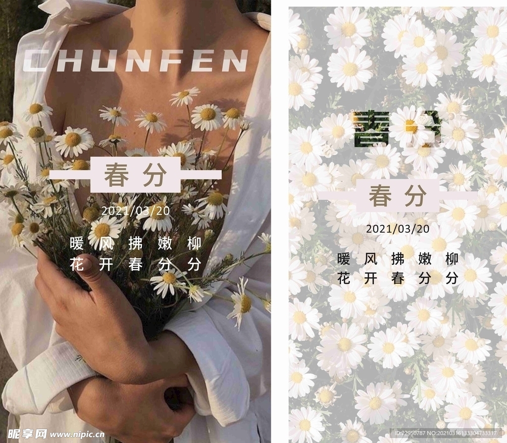 春分菊花森系海報
