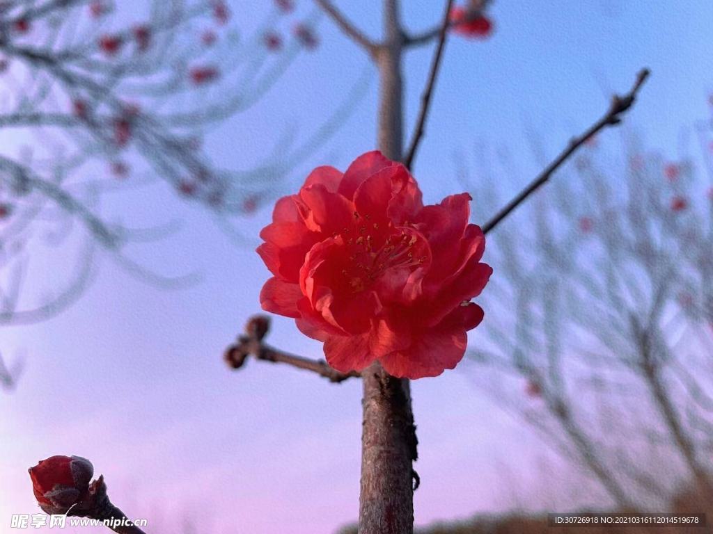 櫻花