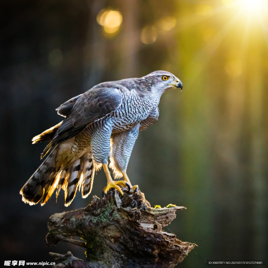 雄鷹