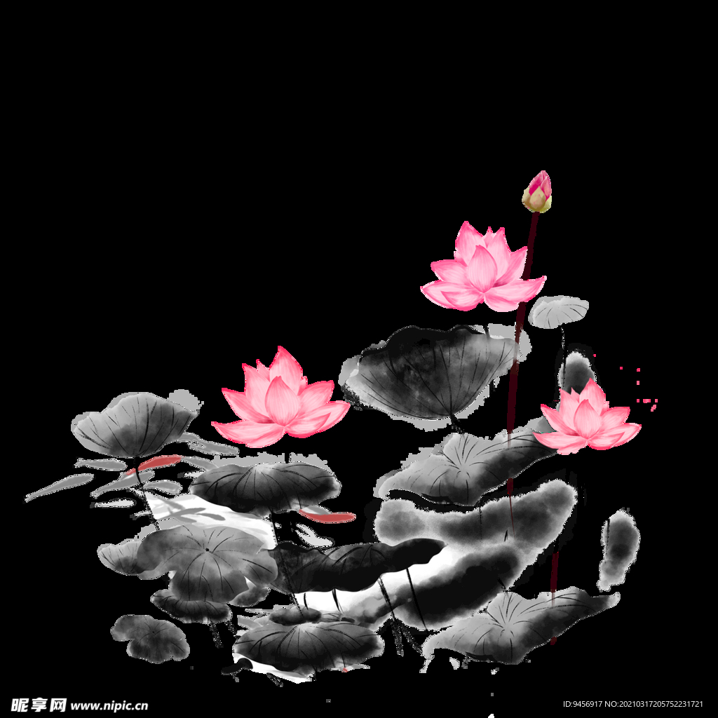荷花圖片