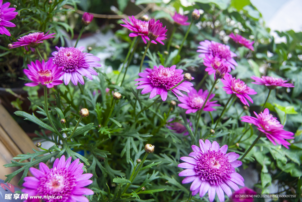 木茼蒿花