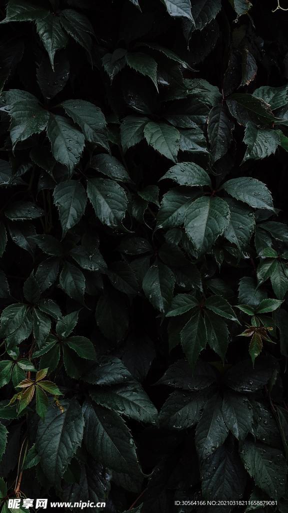 夏季綠植自然清新生態(tài)背景素材