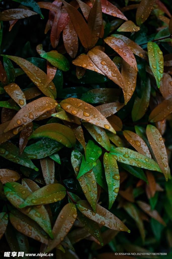 樹(shù)葉綠植戶外森林自然生態(tài)素材