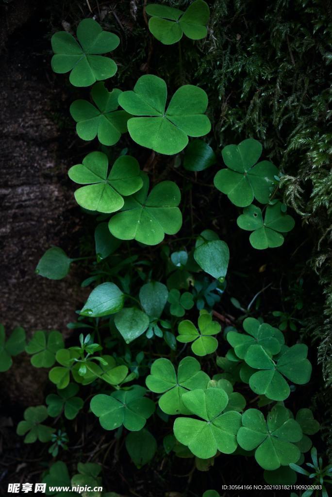 樹葉綠植戶外森林自然生態(tài)素材