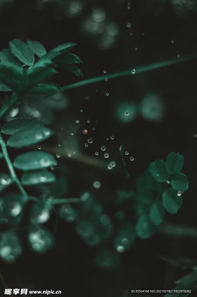 樹葉綠植戶外森林自然生態(tài)素材