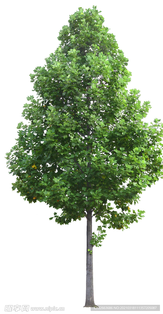 樹