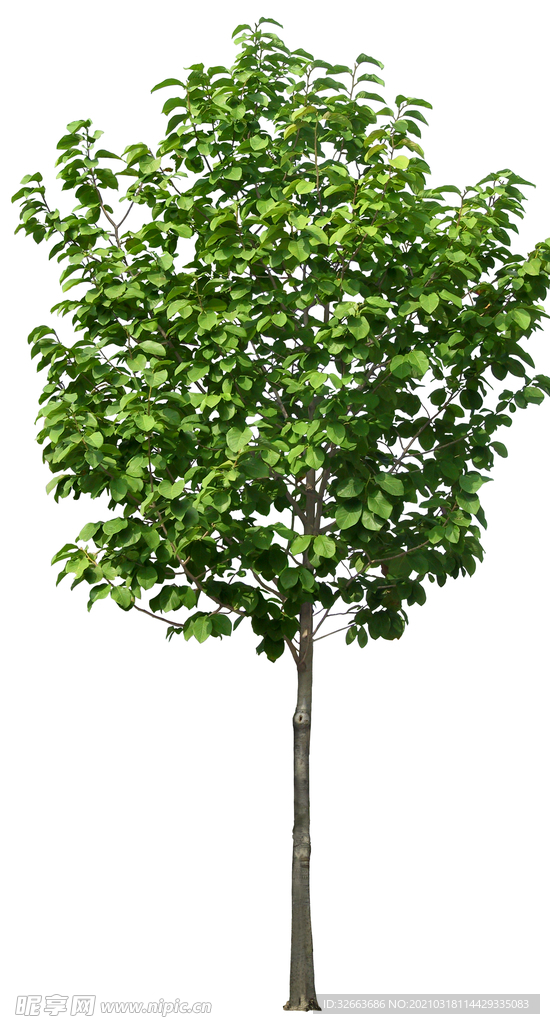 樹