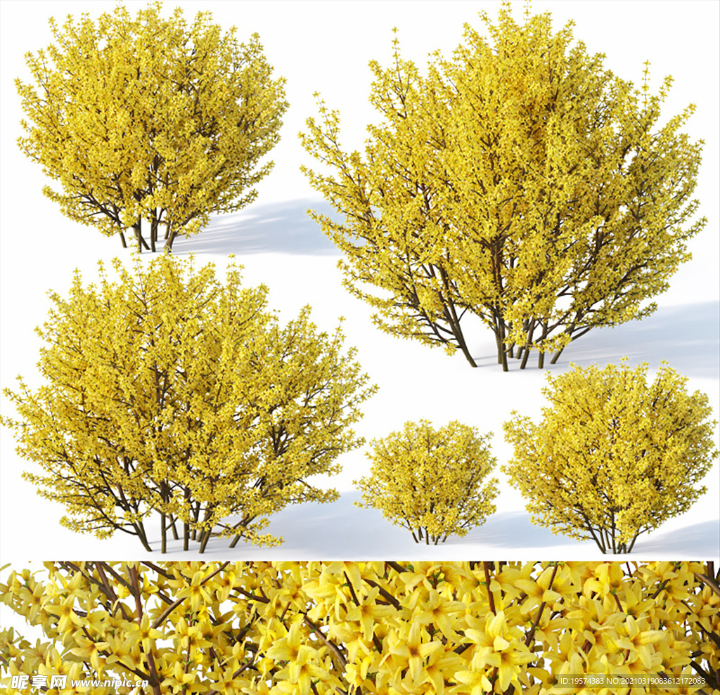 3DMAX模型连翘树木