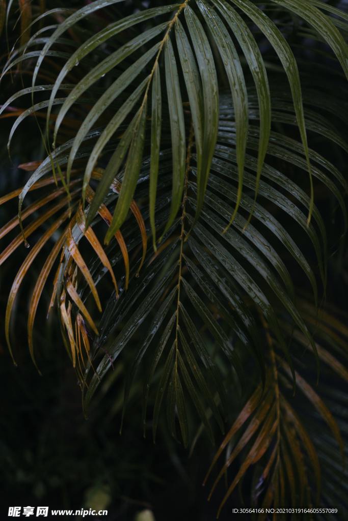 芭蕉葉綠植自然生態(tài)背景素材