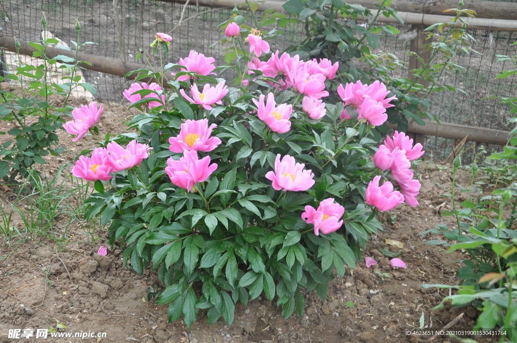 一株芍藥花