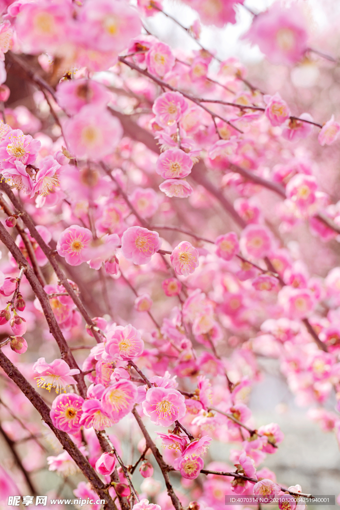 春天粉色花朵唯美海报背影