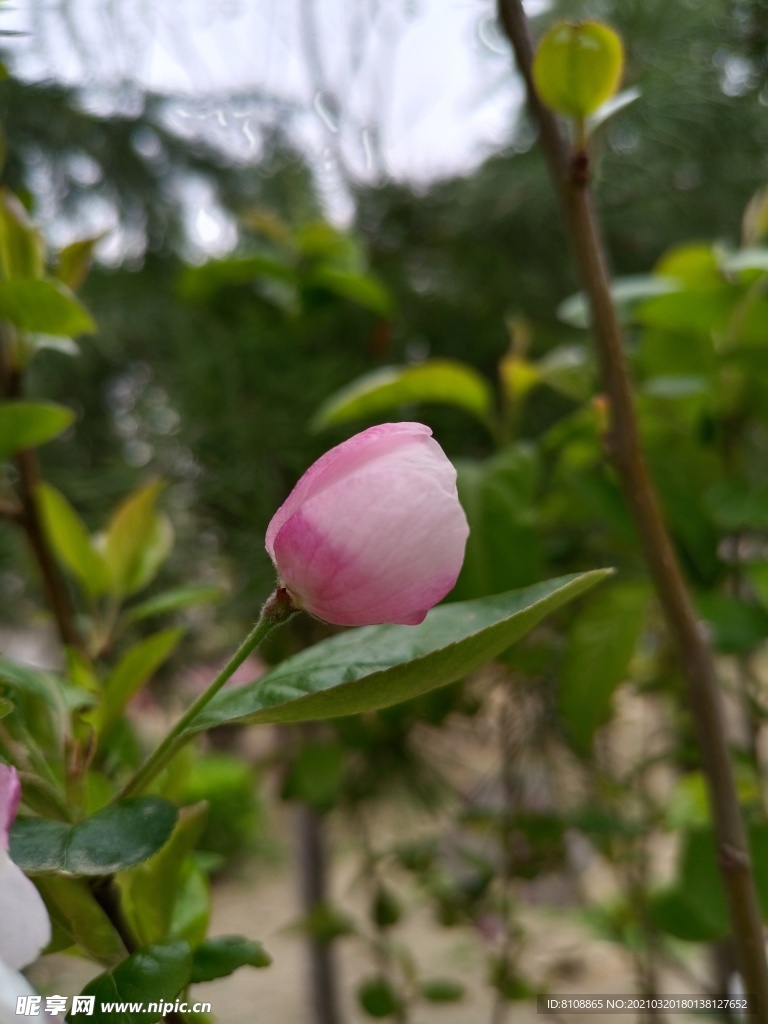 花   園藝
