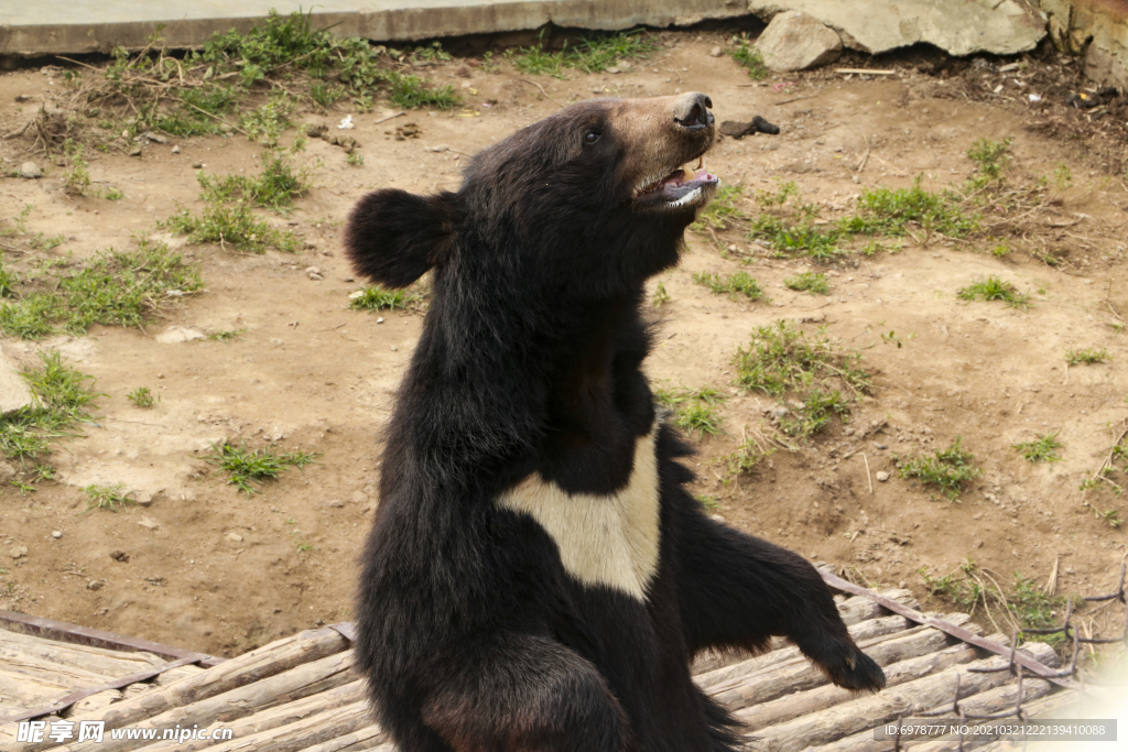 黑熊