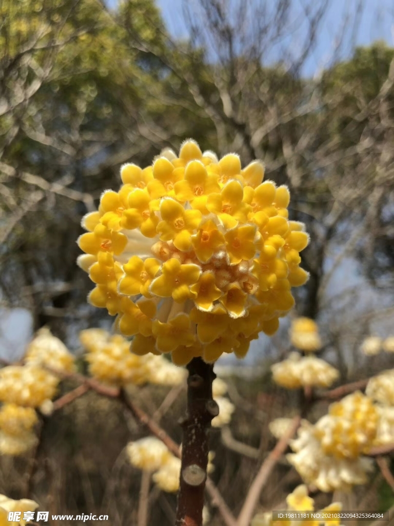 結香花