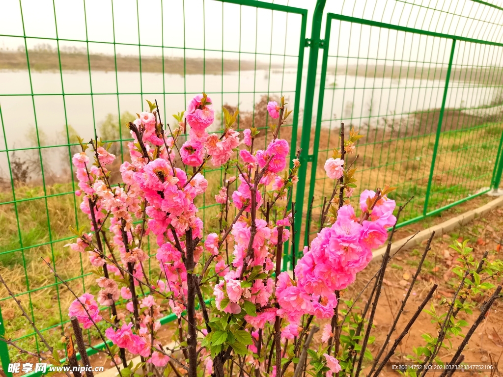 美丽的桃花