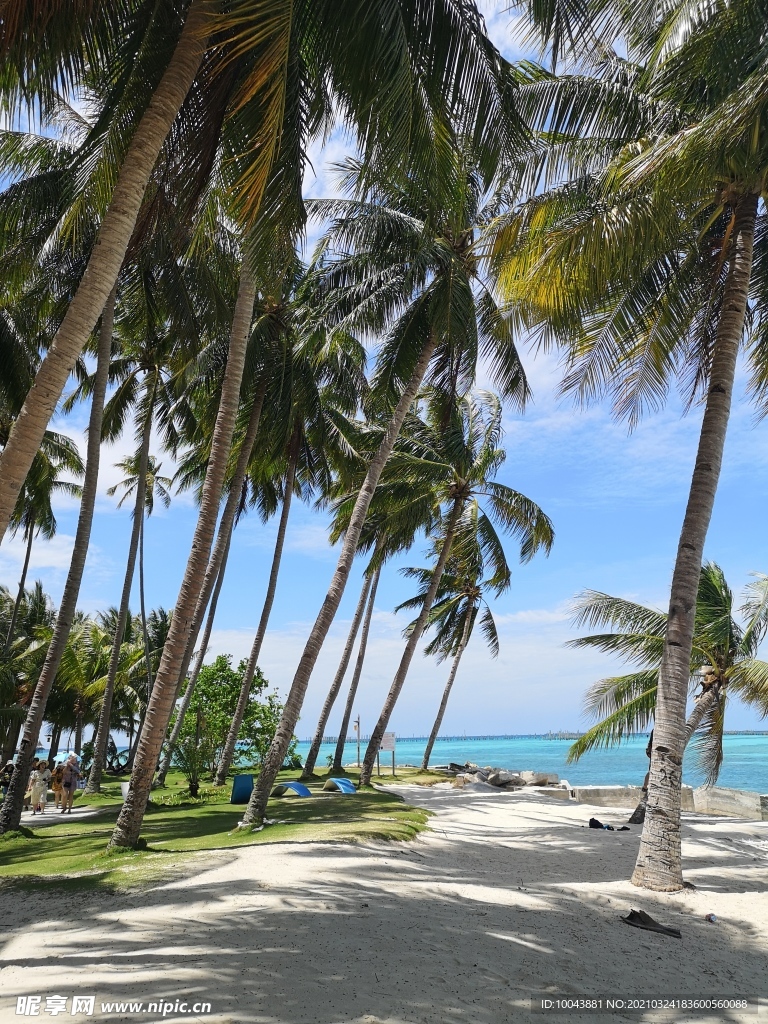 度假村 椰子树 沙滩