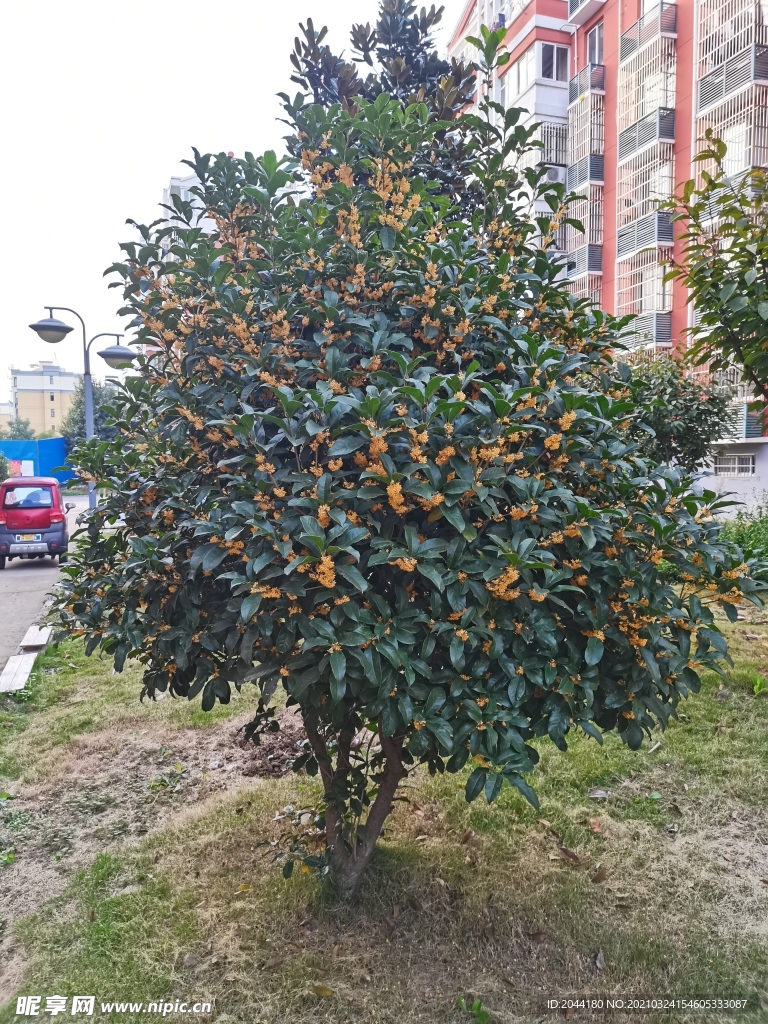 桂花樹