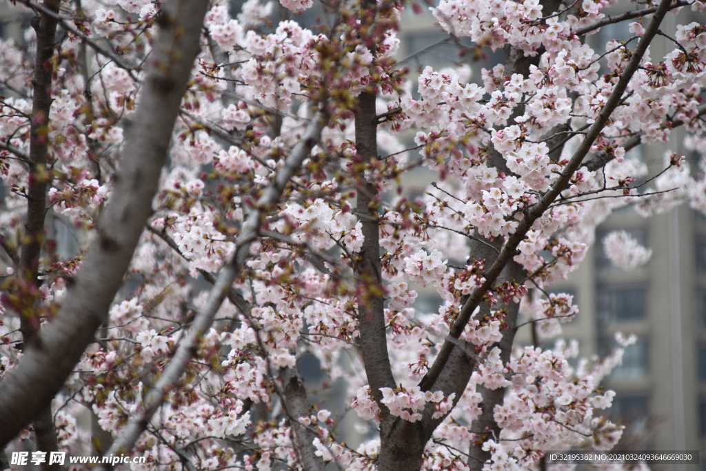 桃花林