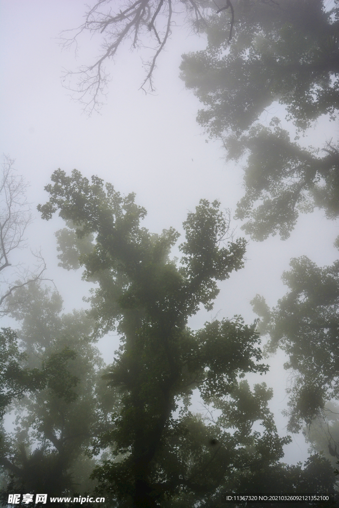雾里枫香