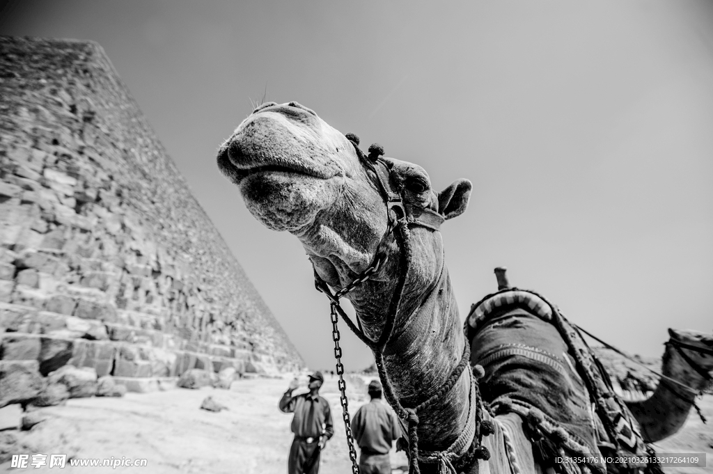 金字塔 骆驼