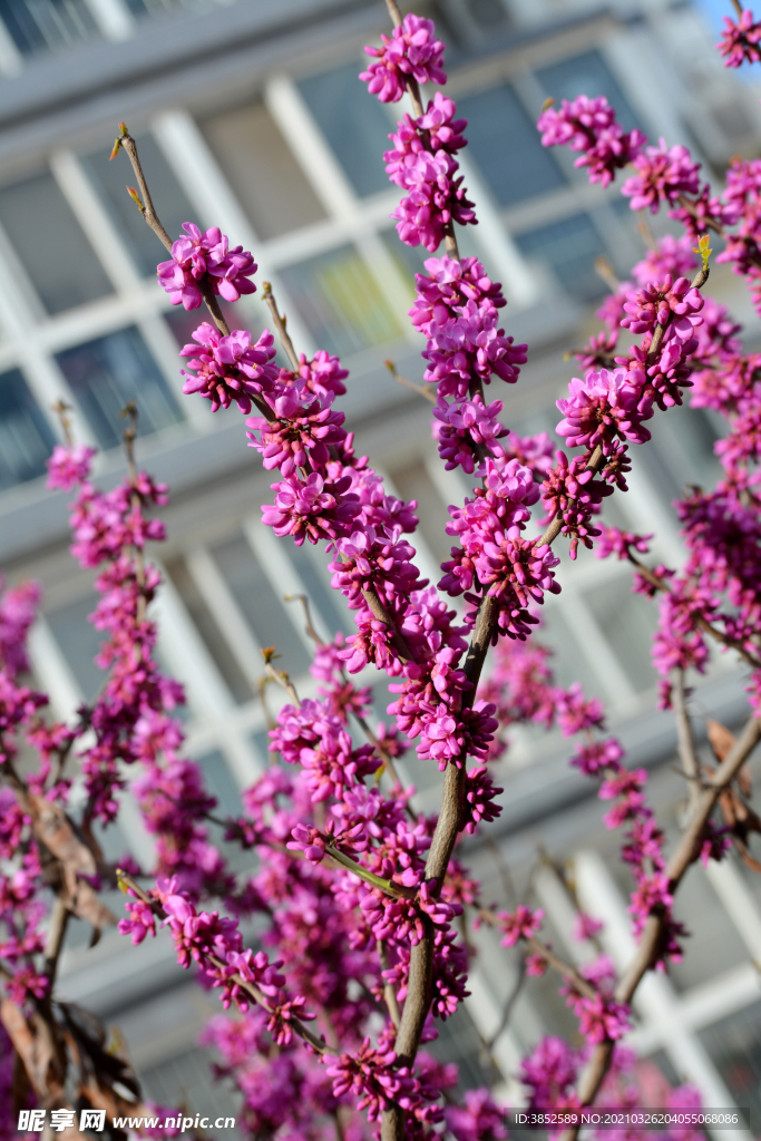 春天盛开紫荆花紫色花串