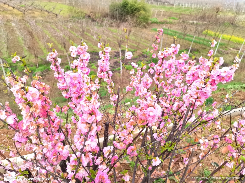 美丽的桃花