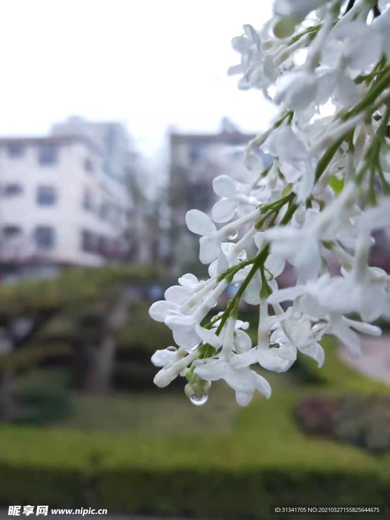 雨后的丁香花
