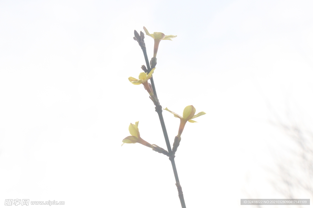 一支迎春花