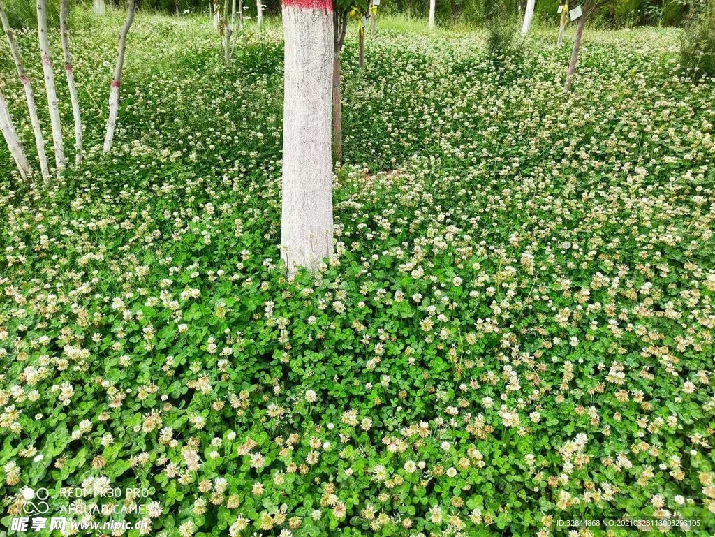 木三葉草