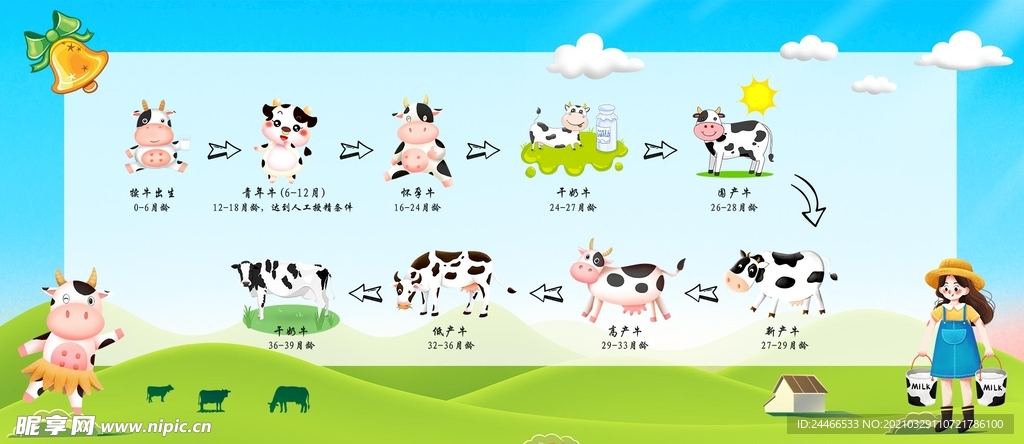 奶牛生产过程