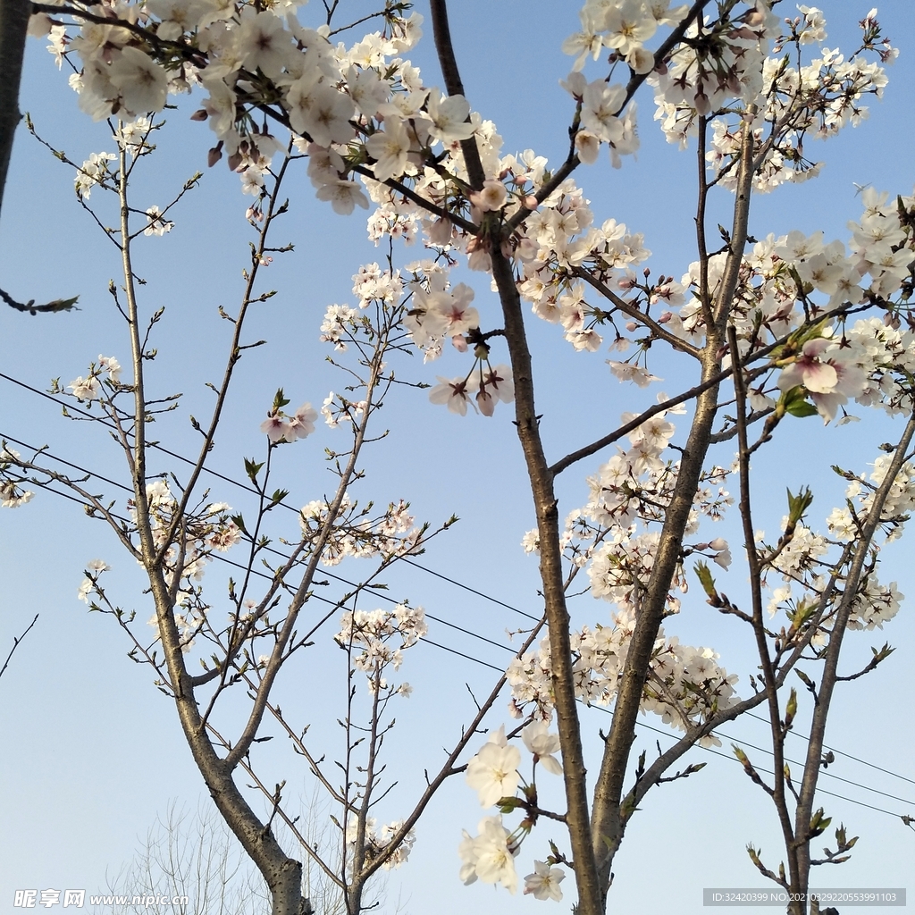 桃花樹